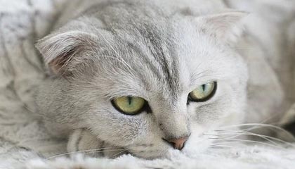 九游sports-瓜达拉哈拉青训营培养新星，未来可期，瓜达拉哈拉市