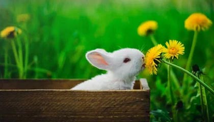 九游官网pc-上海绿地申花阵容轮换频繁，团队默契受影响，上海绿地申花更名